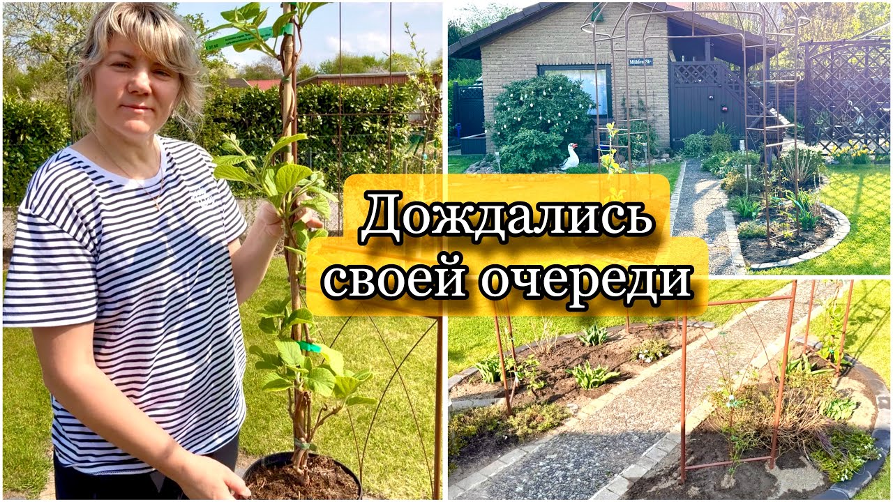 Наконец-то я добралась / Посадила Киви 🥝 / Весеняя Дача