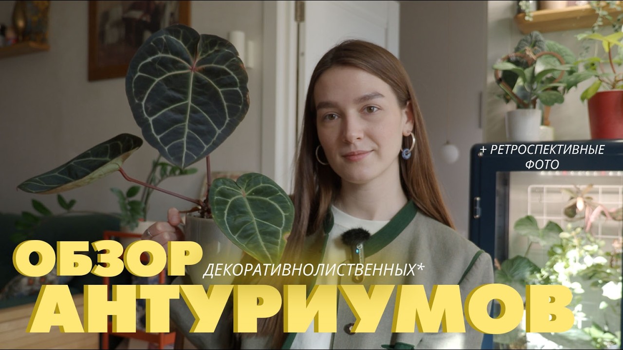 ОБЗОР ВСЕХ АНТУРИУМОВ/ показываю как меняются листья в процессе роста + много фото