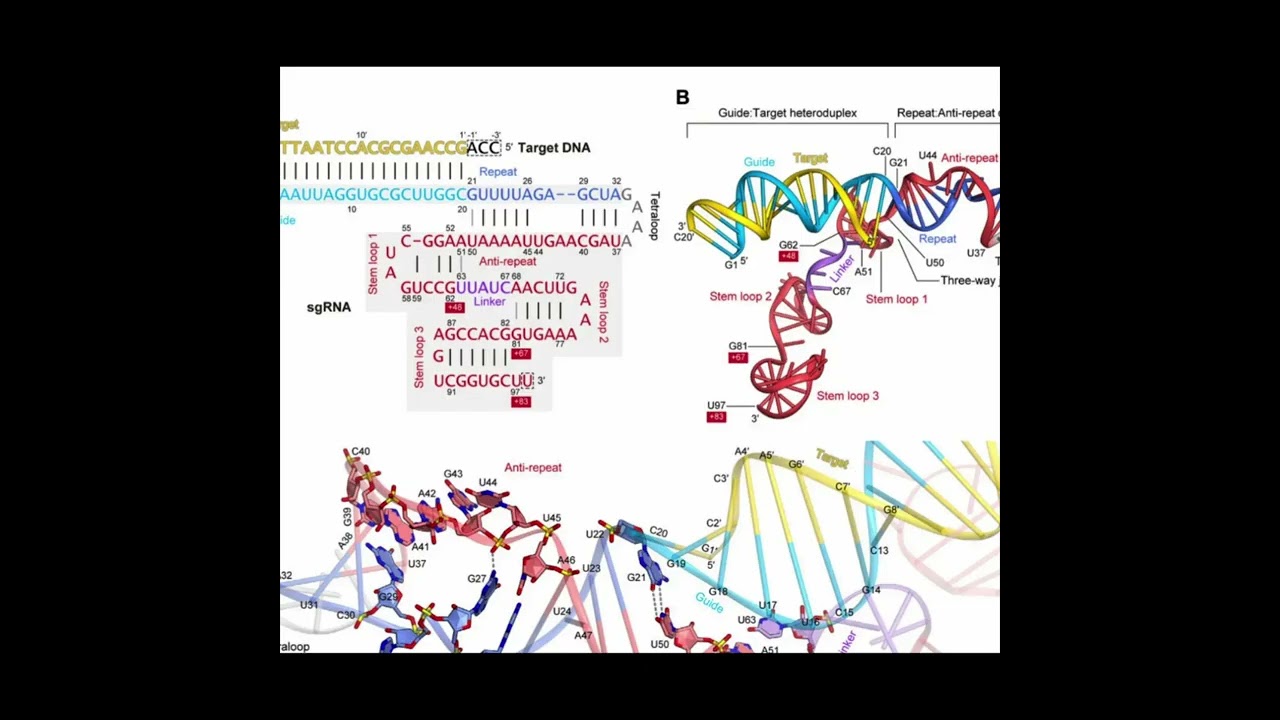 How to Make sgRNA for CRISPR (In Vitro Transcription Explained)