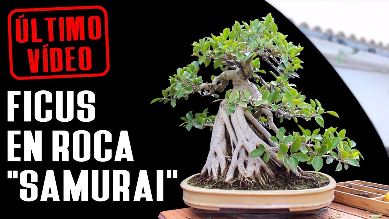 SÚPER bonsai sobre roca 