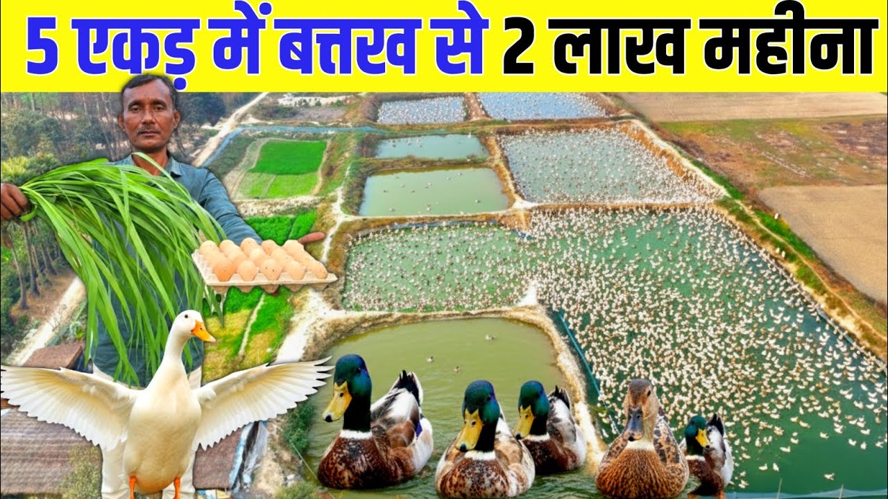 5 एकड़ में बत्तख और मछली पालन से ढाई लाख महीना | Duck farming business | duck farm tour