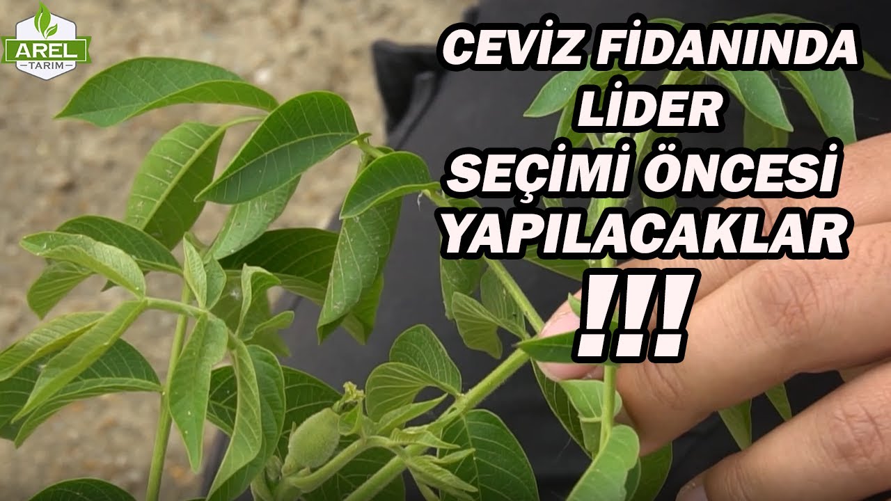 CEVİZDE GÖZ YÖNETİMİ-2