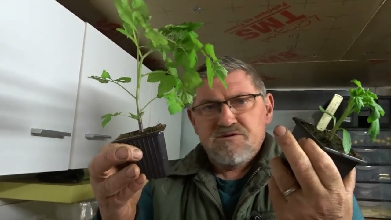 le 07/04/2022 : Comment je greffe la tomate ?