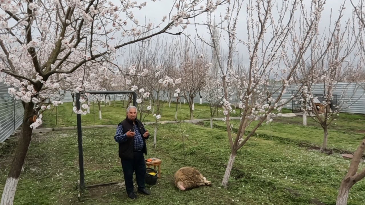 15 03 26 1ci h. Sahilə Ana ucarə Rəbim qurbanınızı qəbul etsin. Ramil qardaşımız həmişə var olsun🤲🐏🤲