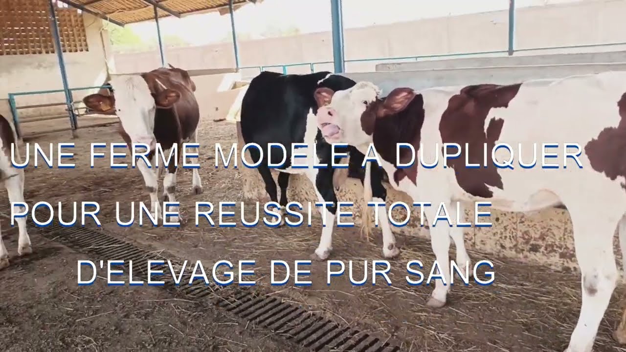 ELEVAGE DE PUR SANG MONTBELIARDS A BAMAKO : UNE REUSSITETOTALE