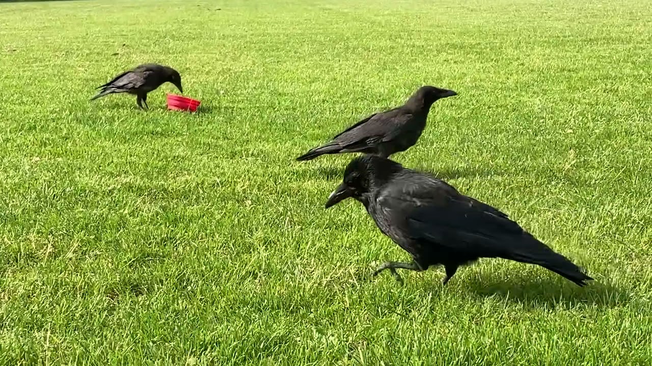 Adult crows introduce their 3 new babies 2021