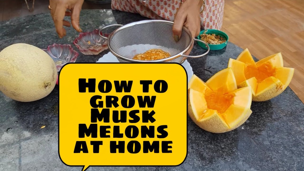 How to grow Musk Melons from the fruit you eat??ఖర్బుజ పండును ఇంట్లో పెంచడం ఎలా ?#fruittrees