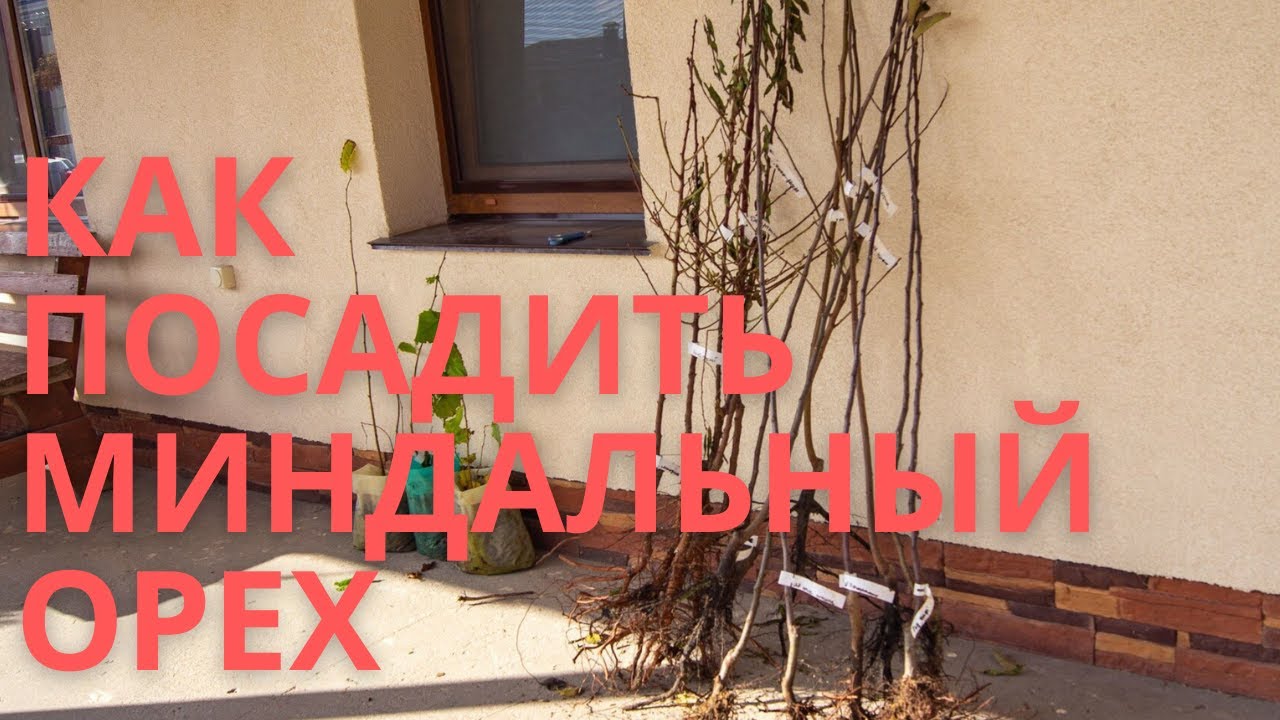 Как посадить саженцы сладкого миндаля. Посадка миндального ореха весной