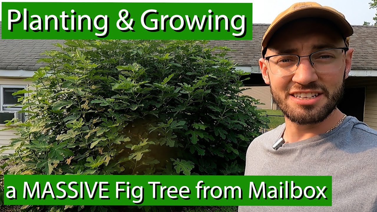 Planting Fig Trees to Become MASSIVE
