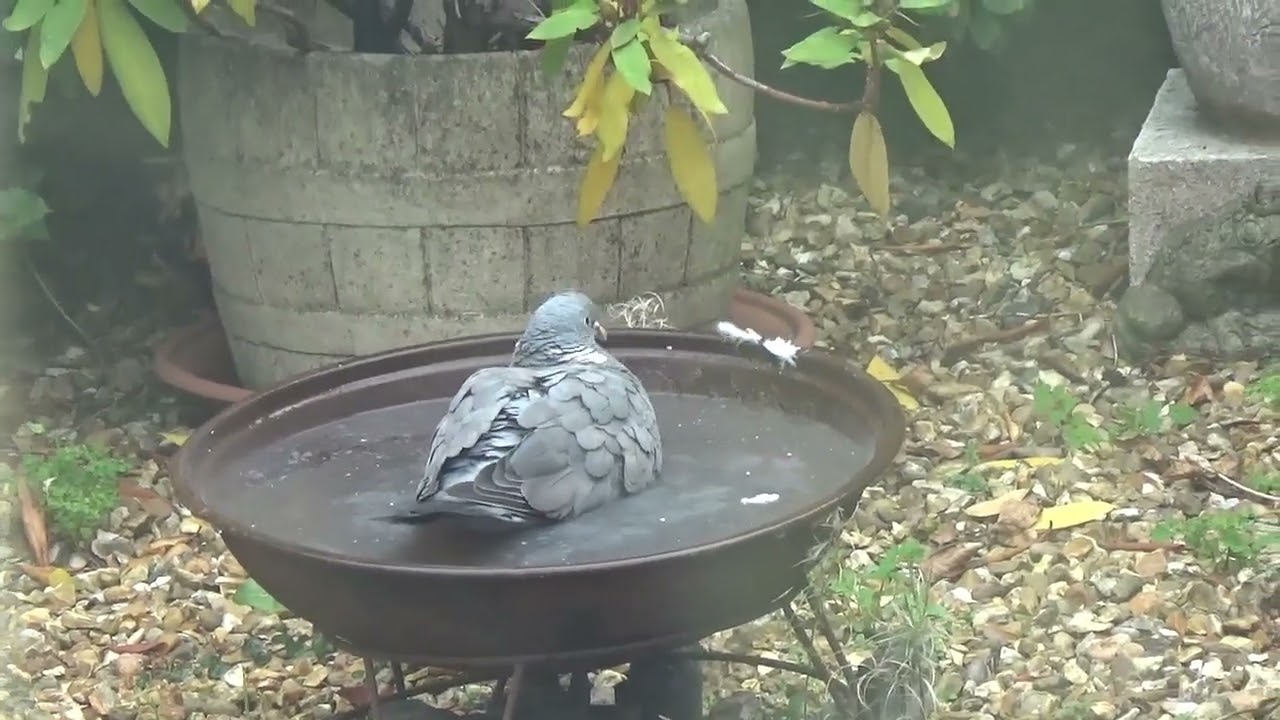 Pigeon plodge