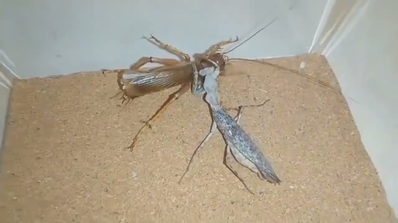【再公開】ダブルシールドマンティスvsリオック♂ Double shield mantis vs Sia ferox giant raspy cricket