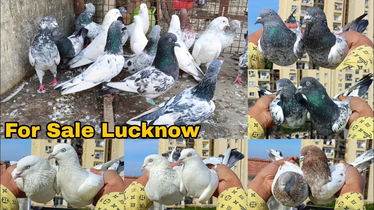 8726817787 For Sale Lucknow 50,60 Nayab Desi High Flyer Kabutar🫠Ambarsare,Kaldumme,Rampuri Kalanch 
