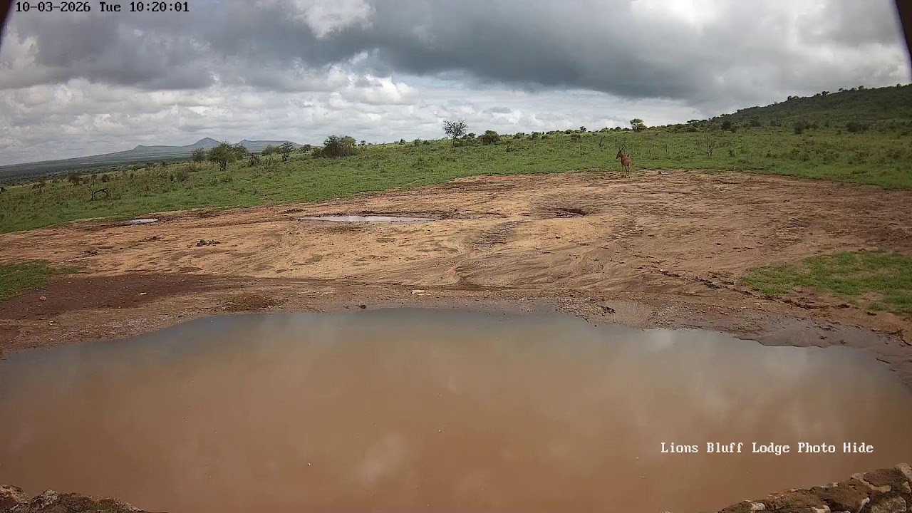 Lions Bluff Lodge Photo Hide - Live Stream