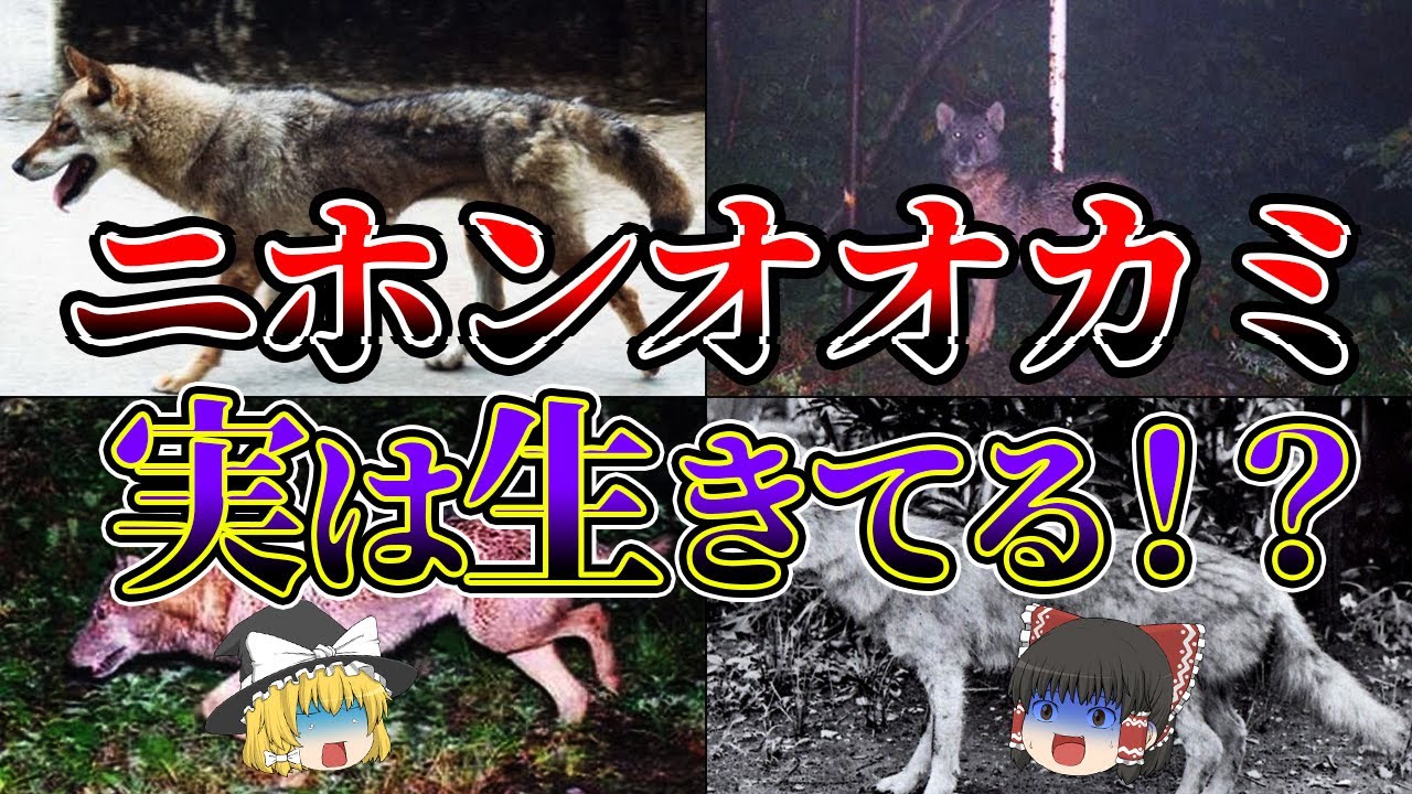 【ゆっくり解説】絶滅したはずだったニホンオオカミが生存していた！？