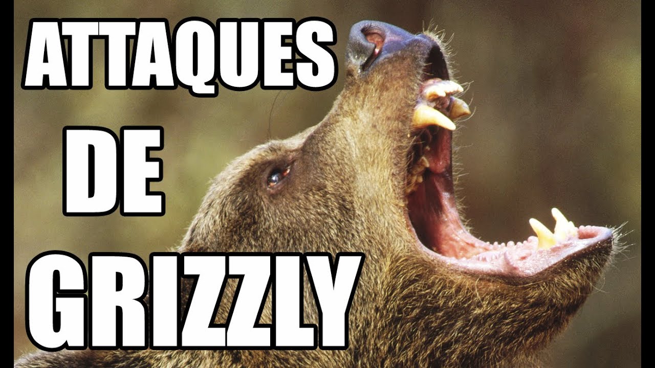 ATTAQUES D'OURS GRIZZLY - ZAPPING SAUVAGE