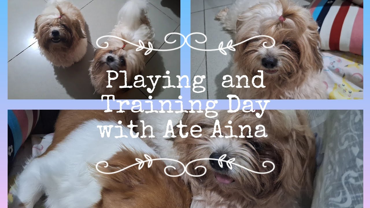 Playing and Training Day with Ate Aina #shihtzu #cutiepuppies #happylife
