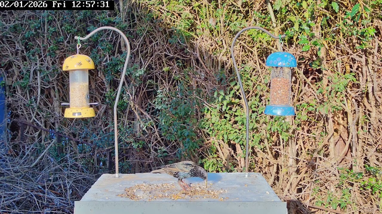 Bird table antics, 2nd January 2026