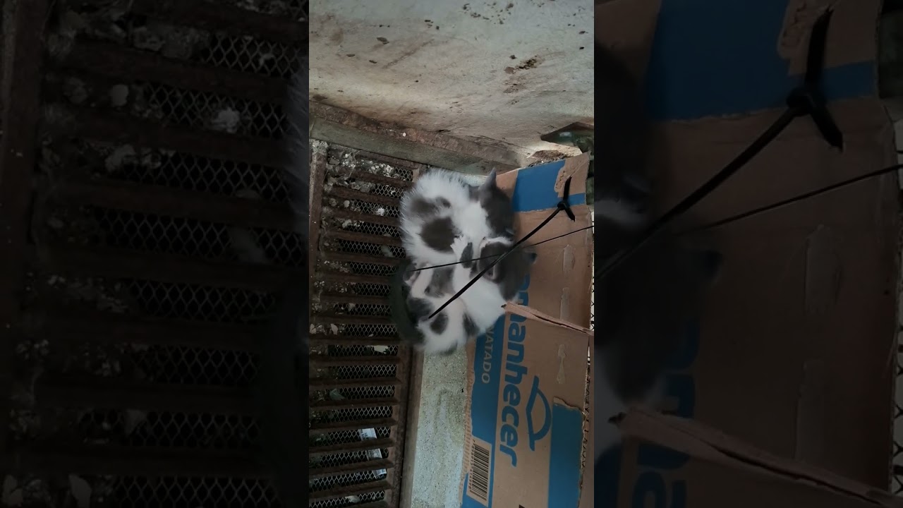 Terroristas mitológico, Zeus e Apollo no mano a mano 😓🤭 depois chega Ícaro e Athena 🥰🥰🥰