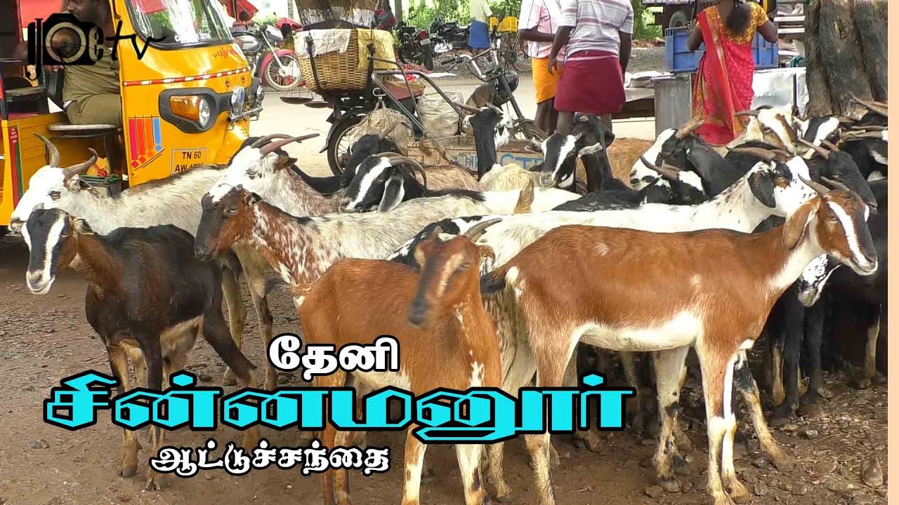 Chinnamanur santhai | சின்னமனூர் ஆட்டுச்சந்தை