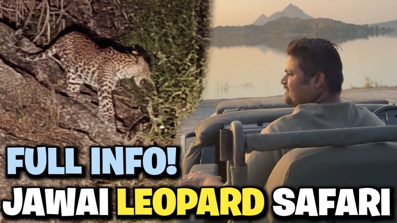 Jawai Mountain Safari | Jawai  Leopard Safari | Jawai  Hill Safari | Jawai Bandh FULL INFO