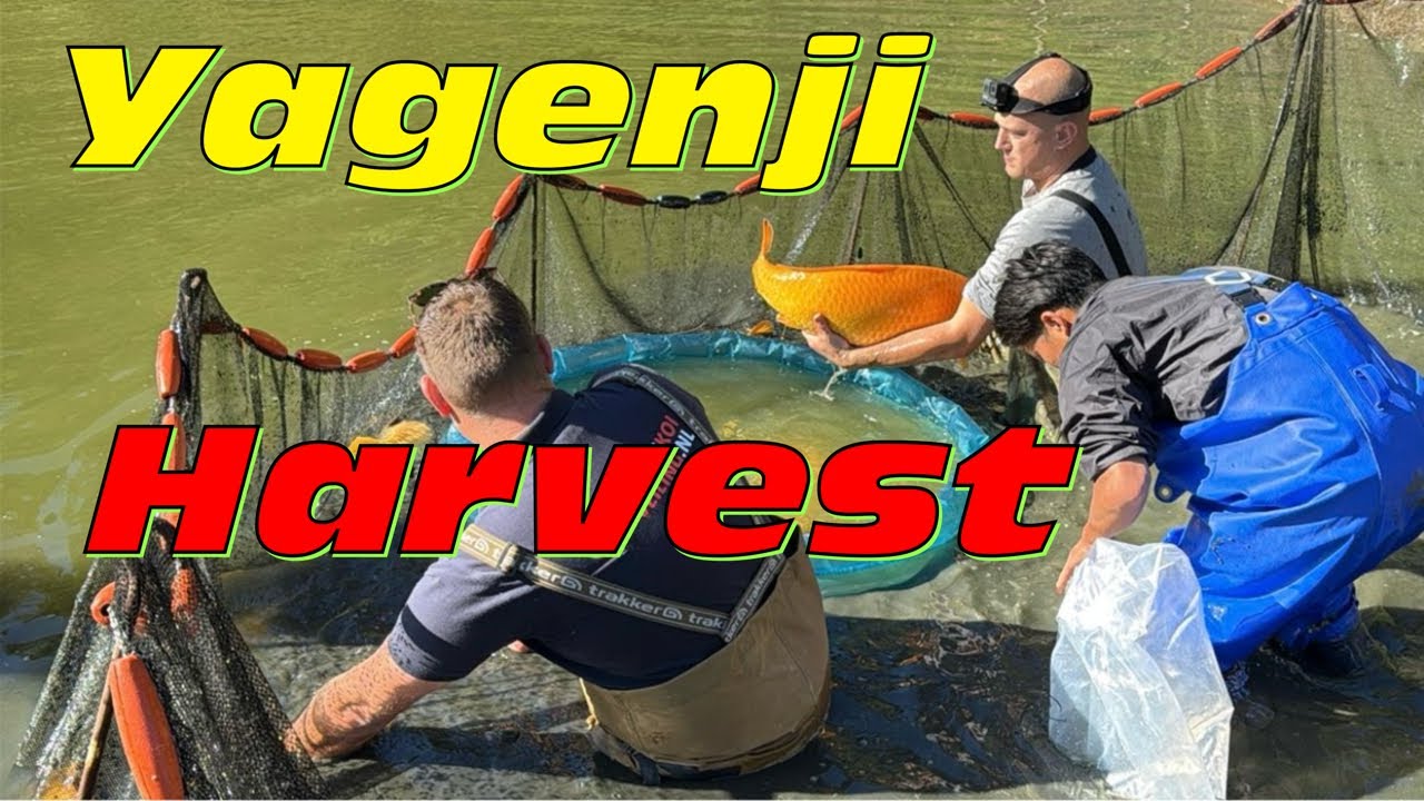 Zu Gast bei Yagenji. Abfischen des Naturteichs mit dreijährigen Karashi live!