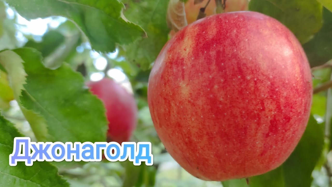 Яблоня ДжонаГолд/Jonagold