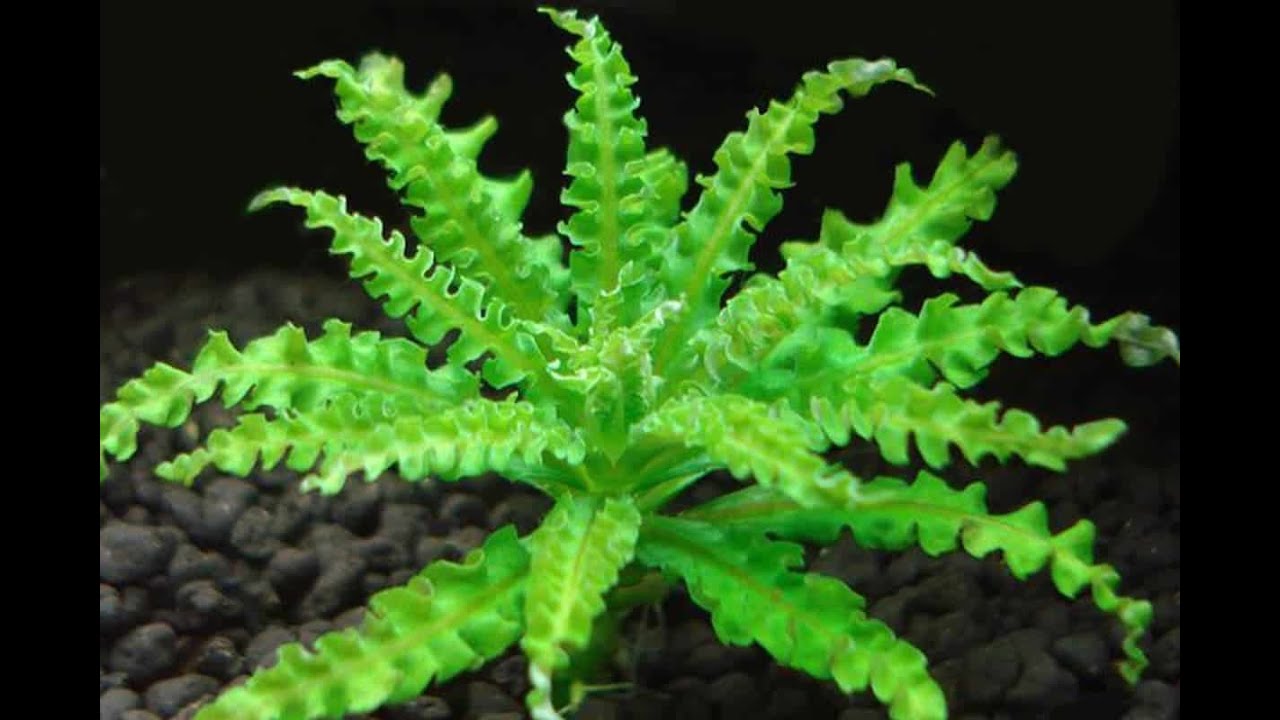 ¿ Es Difícil la Planta POGOSTERMON HELFERI?