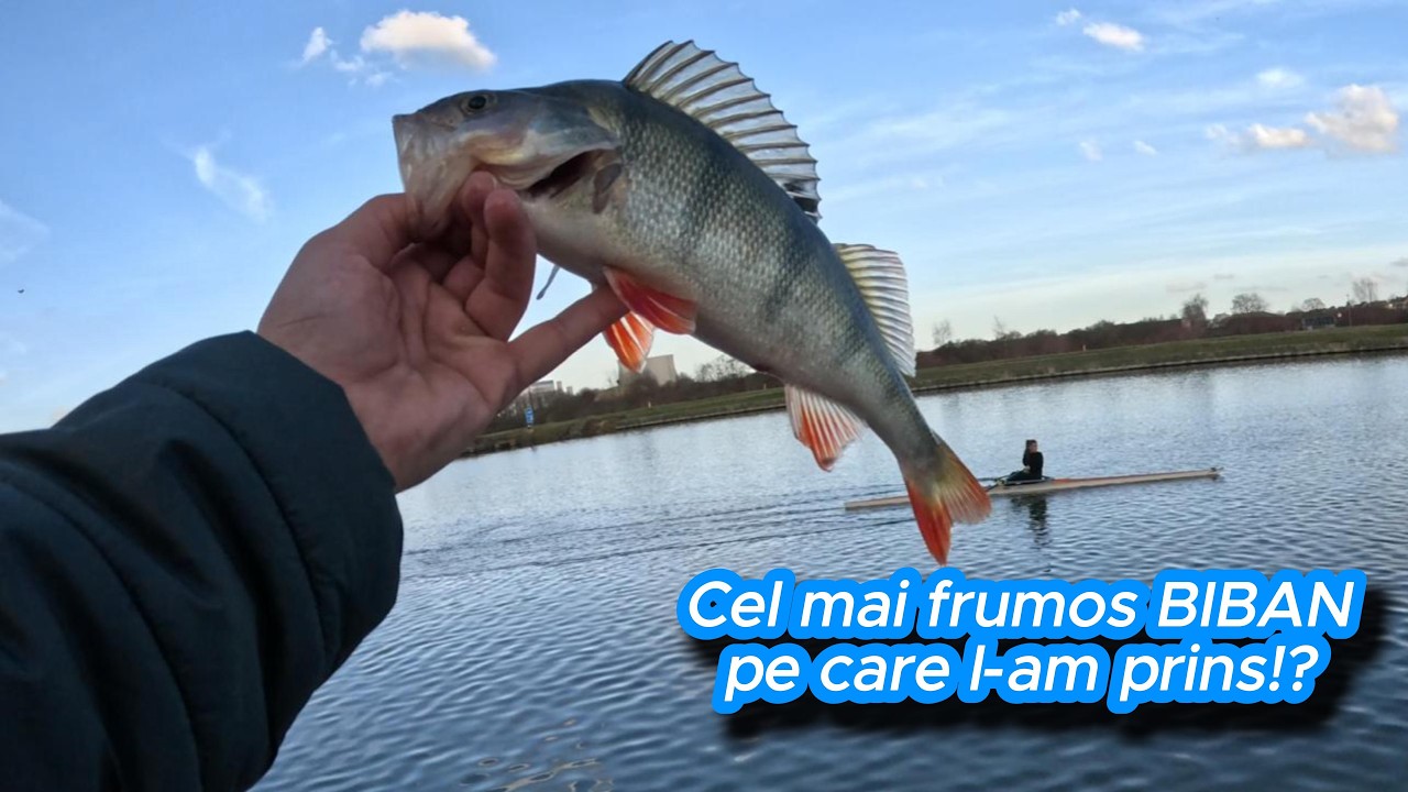 Ce zi ... BIBAN la POZA ,si SALAUL s-a DUS // 
