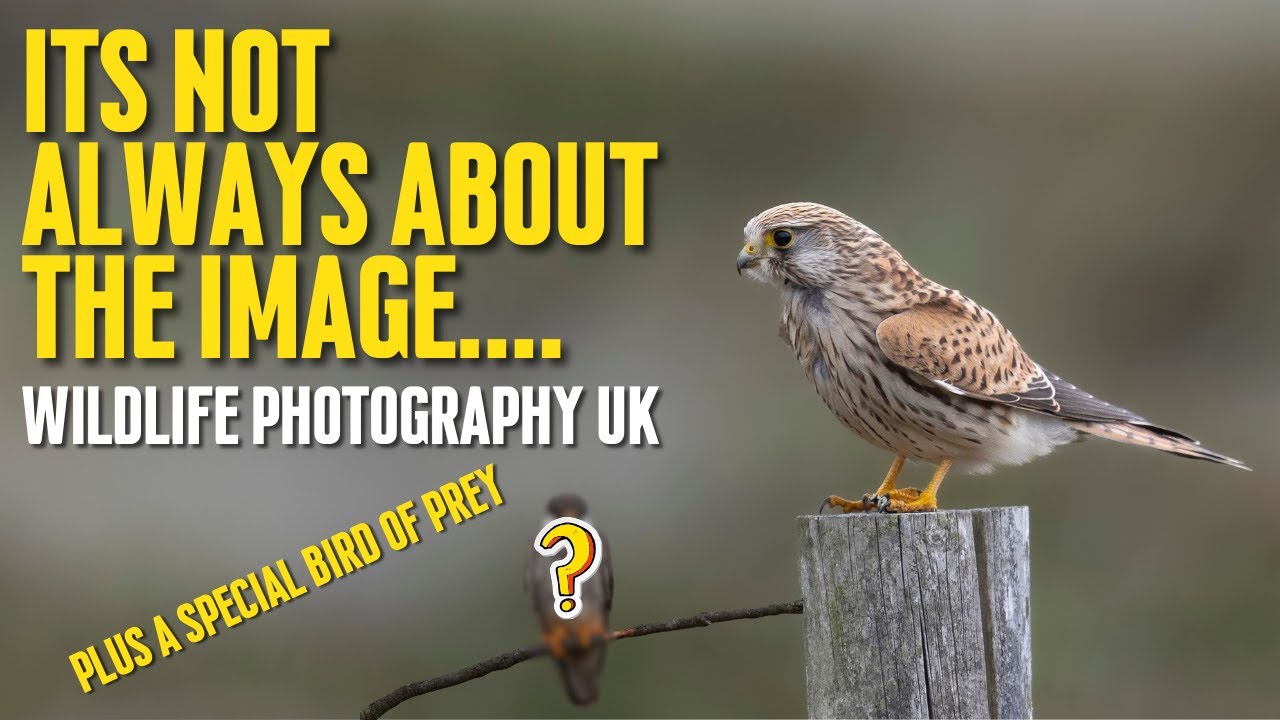 UK Bird Photography | Expect the unexpected | Just enjoy Nature without the pressure Canon R3