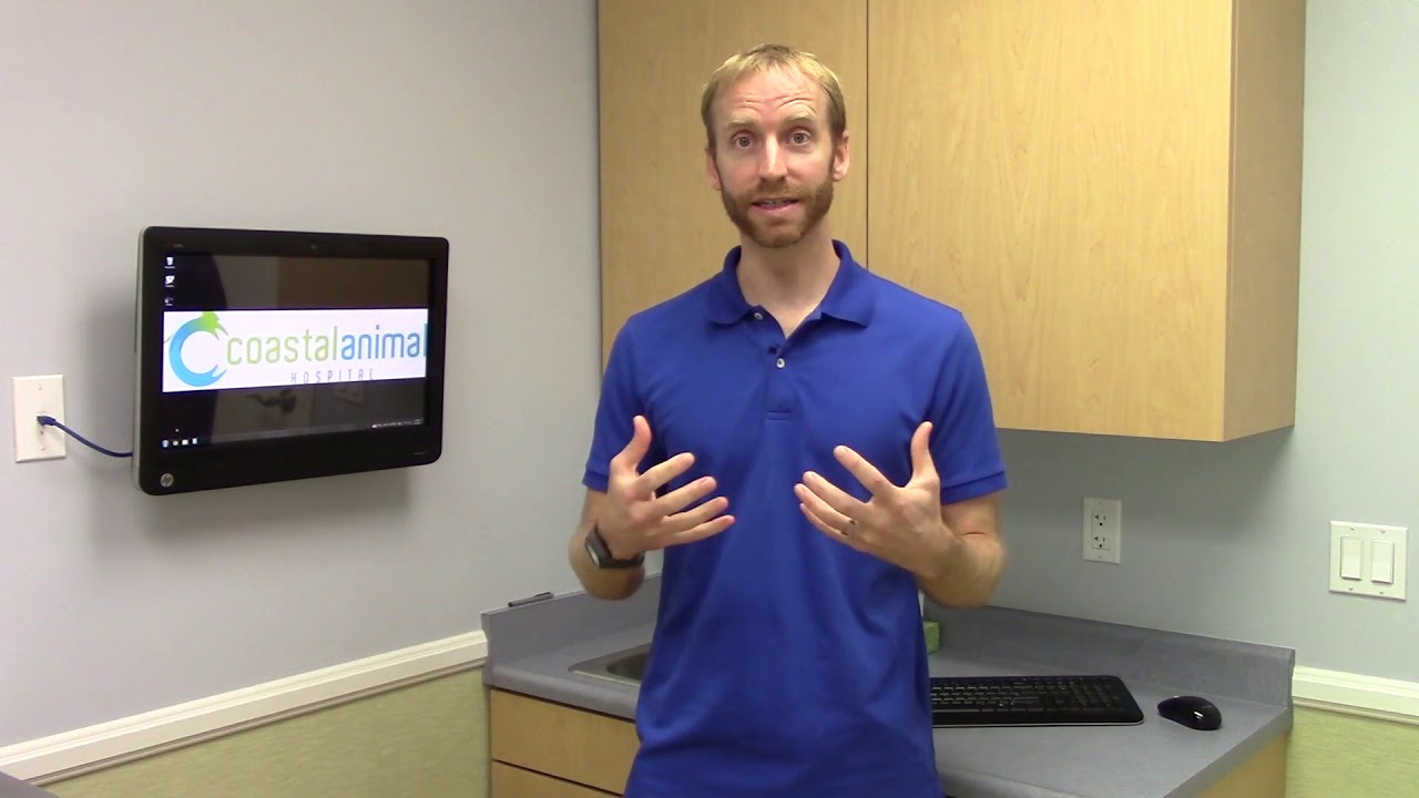 Xylitol toxicity in dogs