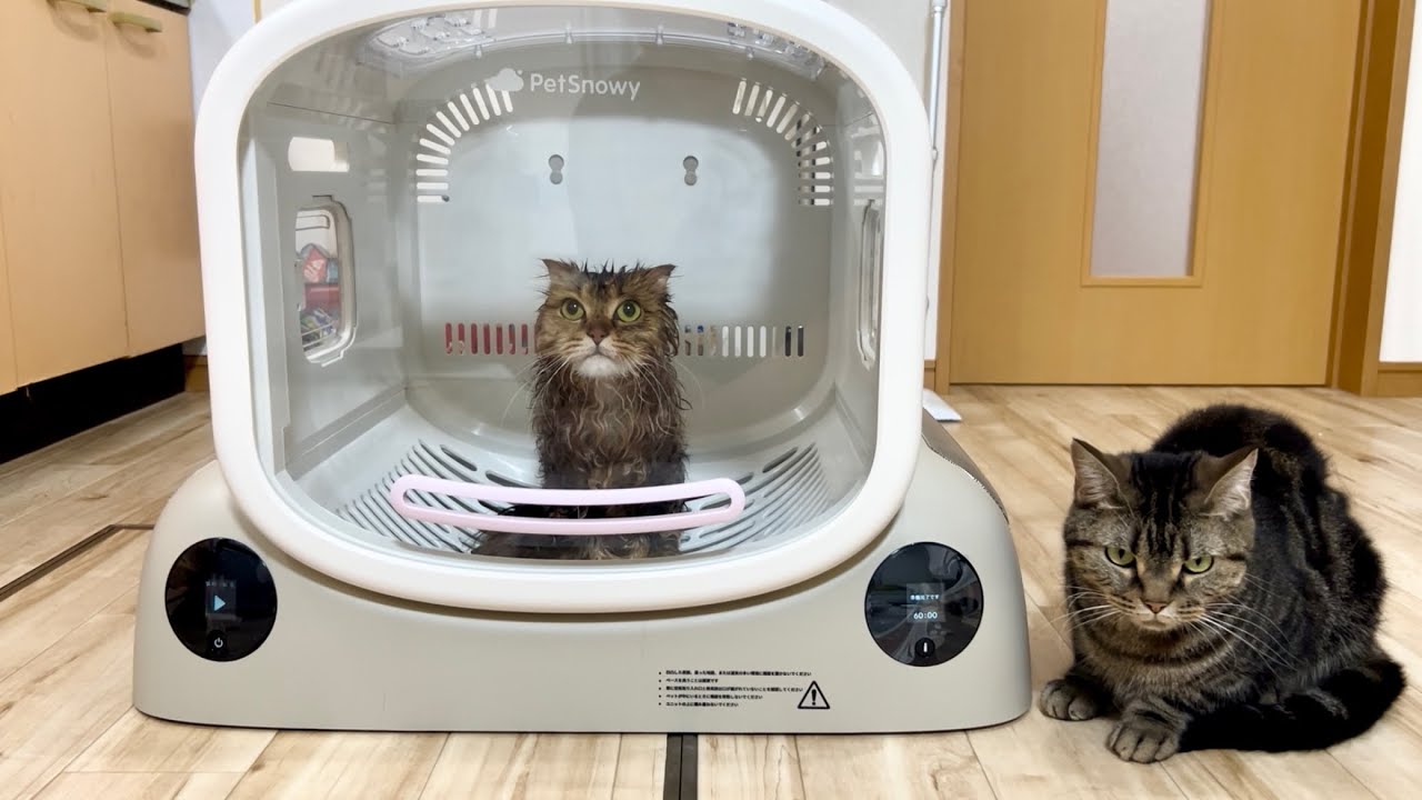 猫の入浴後に巨大なドライヤーハウスへ入れたら心地良すぎてこうなりましたw