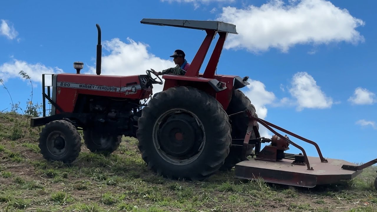  O trator MF 290 simples fazendo serviço de trator 4x4 com a roçadeira em uma ribançeira 