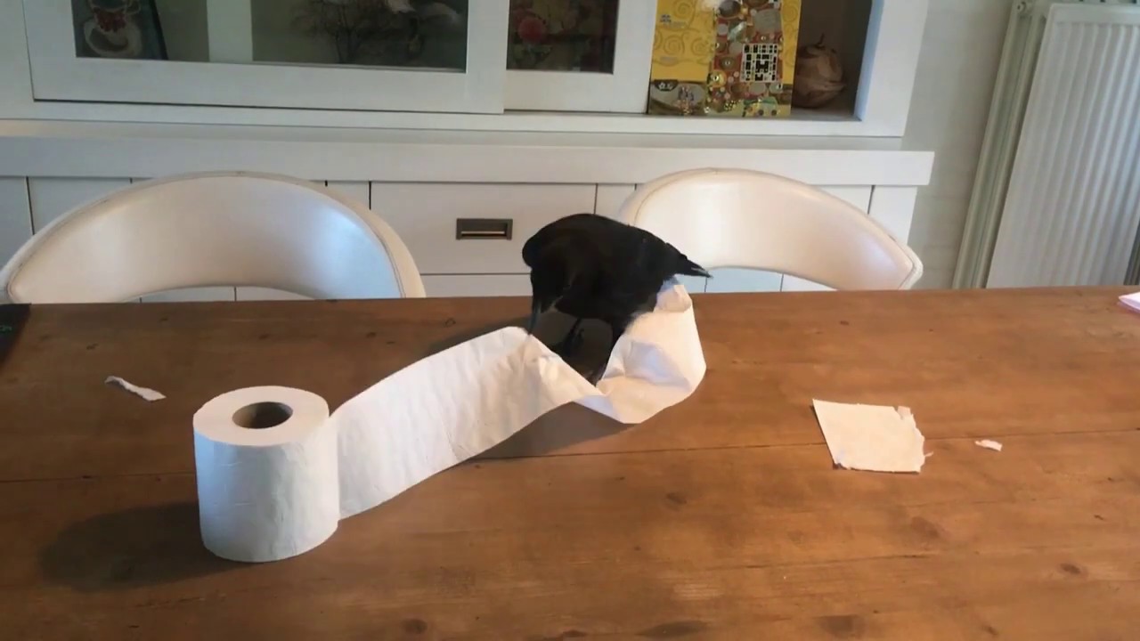 Tamme Kraai Bauke (Deel 1)