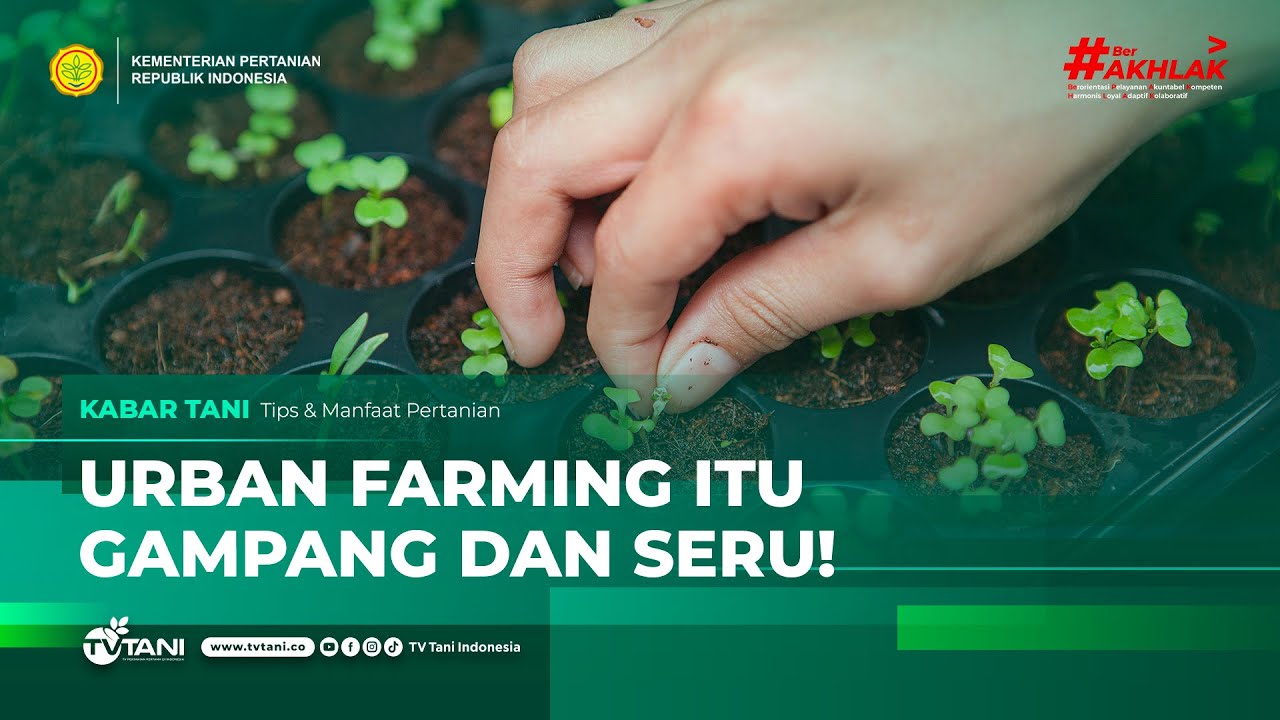Urban Farming: Solusi Cerdas Hidup Sehat di Tengah Kota!