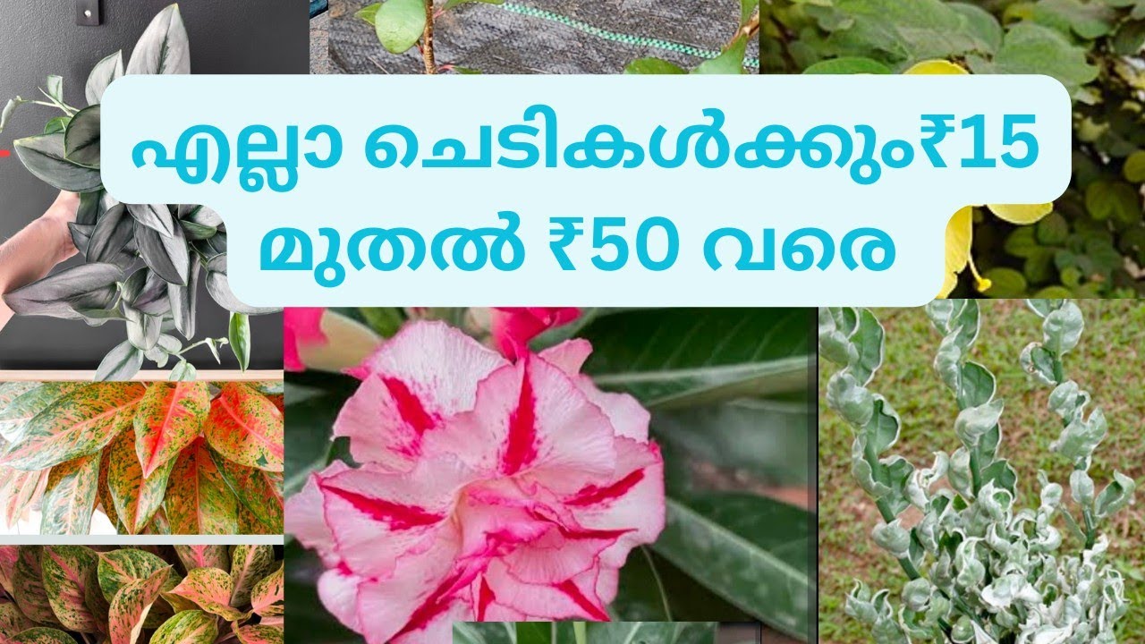 All plants are up to ₹50#എല്ലാ ചെടികൾക്കും ₹15 മുതൽ ₹50 വരെ മാത്രം....#indoorplants  #gardening 