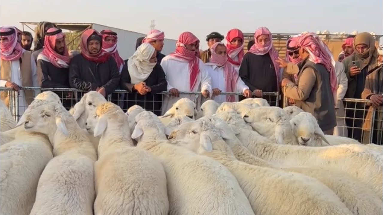 اسعار البهم والغنم المقاني بسوق السبت الصباح بنقطه البيع بالقرشيات شمال الطايف ١٤٤٧/٨/٥هـ