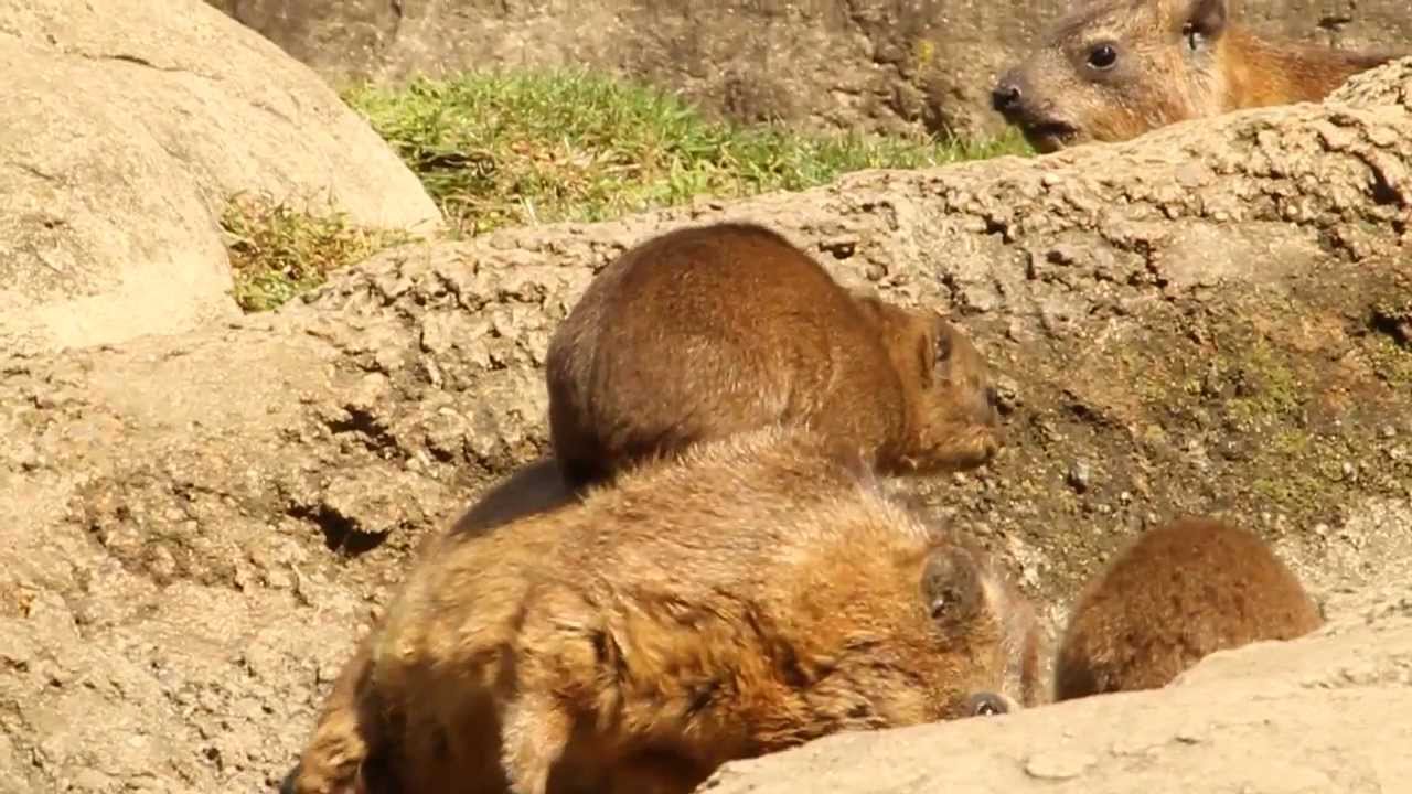 Relaxing Rock Hyraxes at the Bronx Zoo