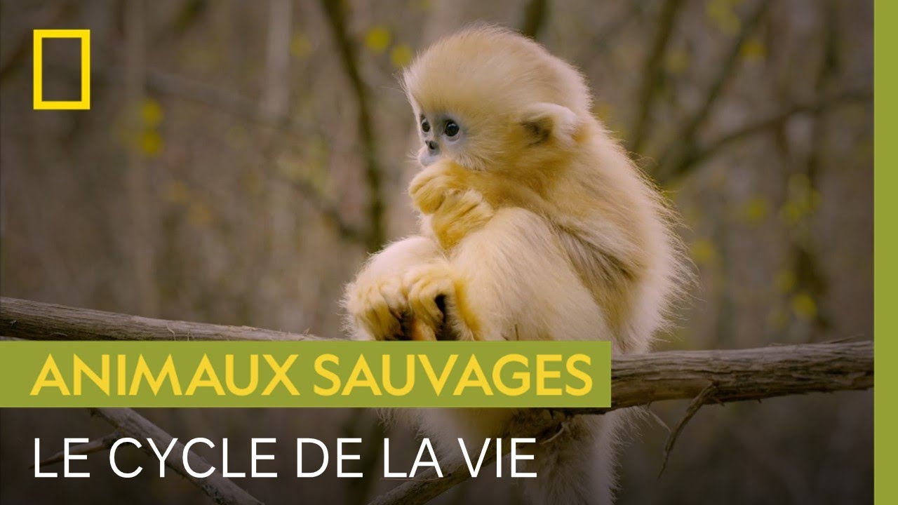 Dans le cycle de la vie, chaque esp&egrave;ce a un r&ocirc;le &agrave; jouer