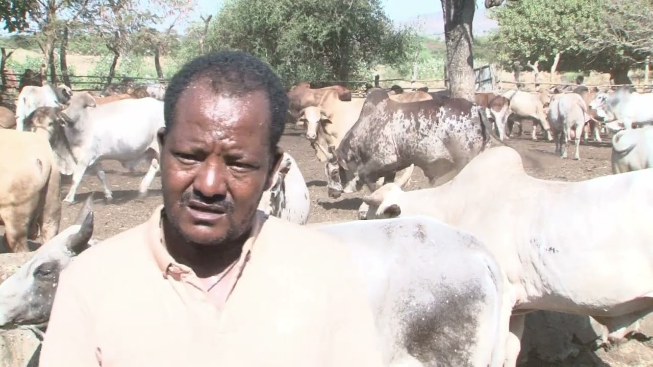 በምዕራብ ጎንደር ዞን የእንስሳት እርባታና ድልብ እንቅስቃሴ