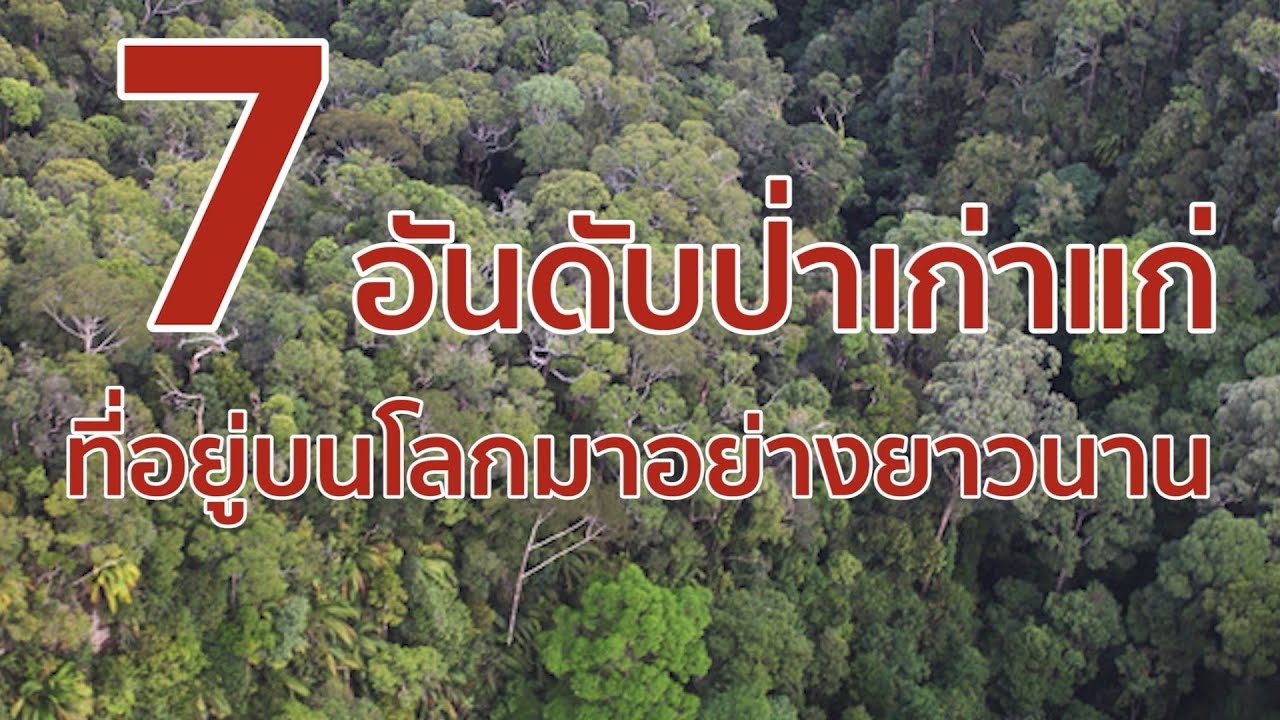 7 อันดับป่าเก่าแก่ที่อยู่บนโลกมาอย่างยาวนาน