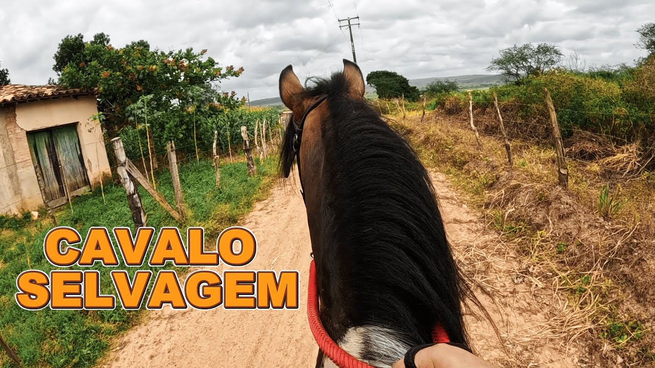 PROSA A CAVALO #3 — TESTANDO O CAVALO SELVAGEM PÓS-RECUPERAÇÃO  #pov