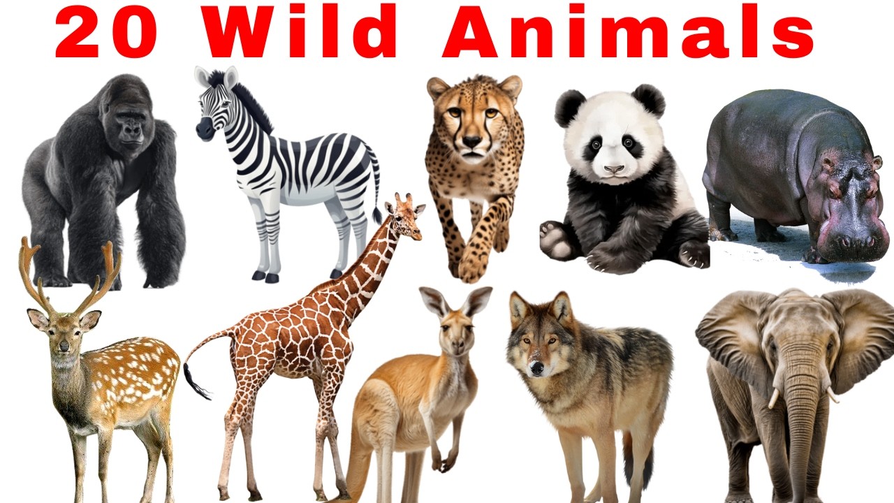 20 जंगली जानवरों के नाम | Wild Animals Name In English and Hindi | Wild Animal Name with Pictures