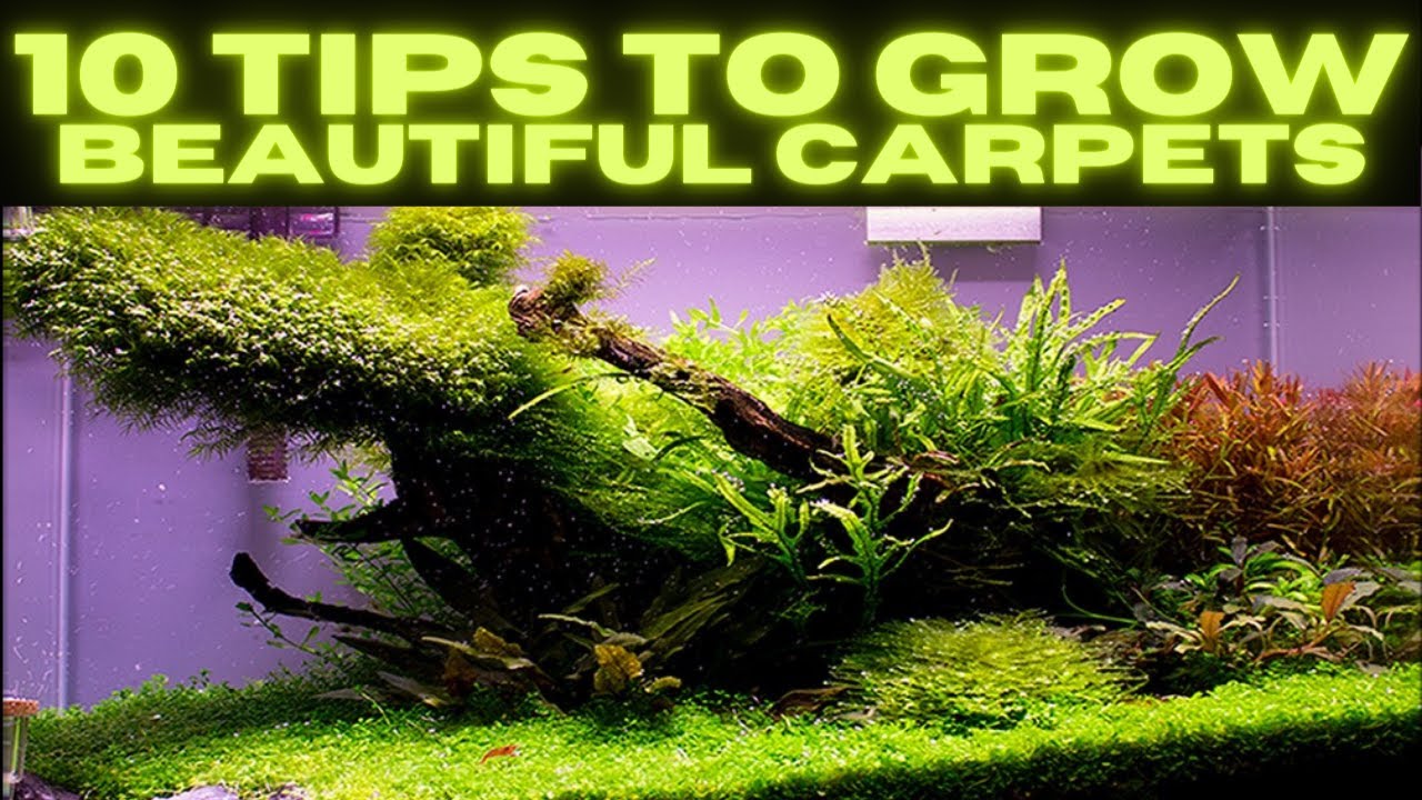 My Top 10 Tips To Growing a CARPET in You Aquascape or Planted Tank