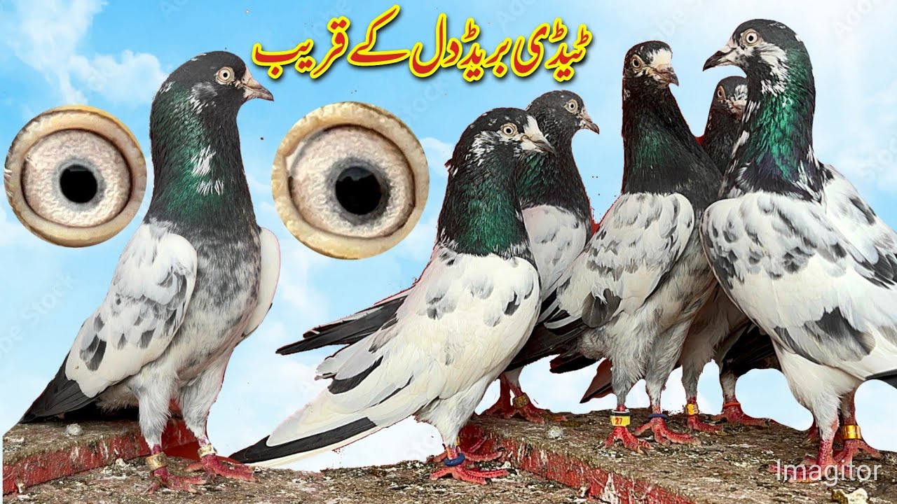 Teddy | Pigeons |Ch Sakhi Bhatti | Pigeons |Kasuri|Kabooter |World Famouns| Pigeos |Teddy| Highflyer