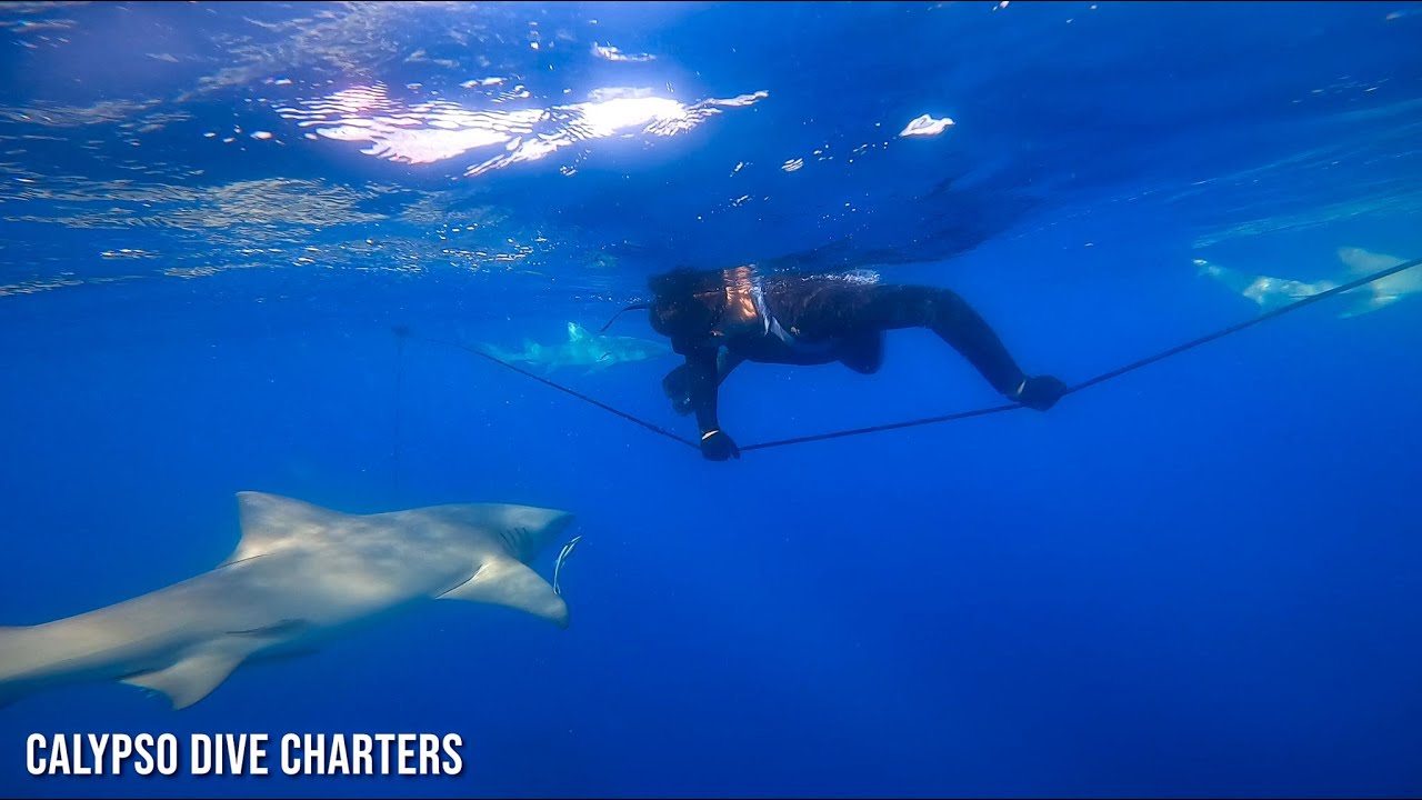 Shark Diving with Calypso Dive Charters