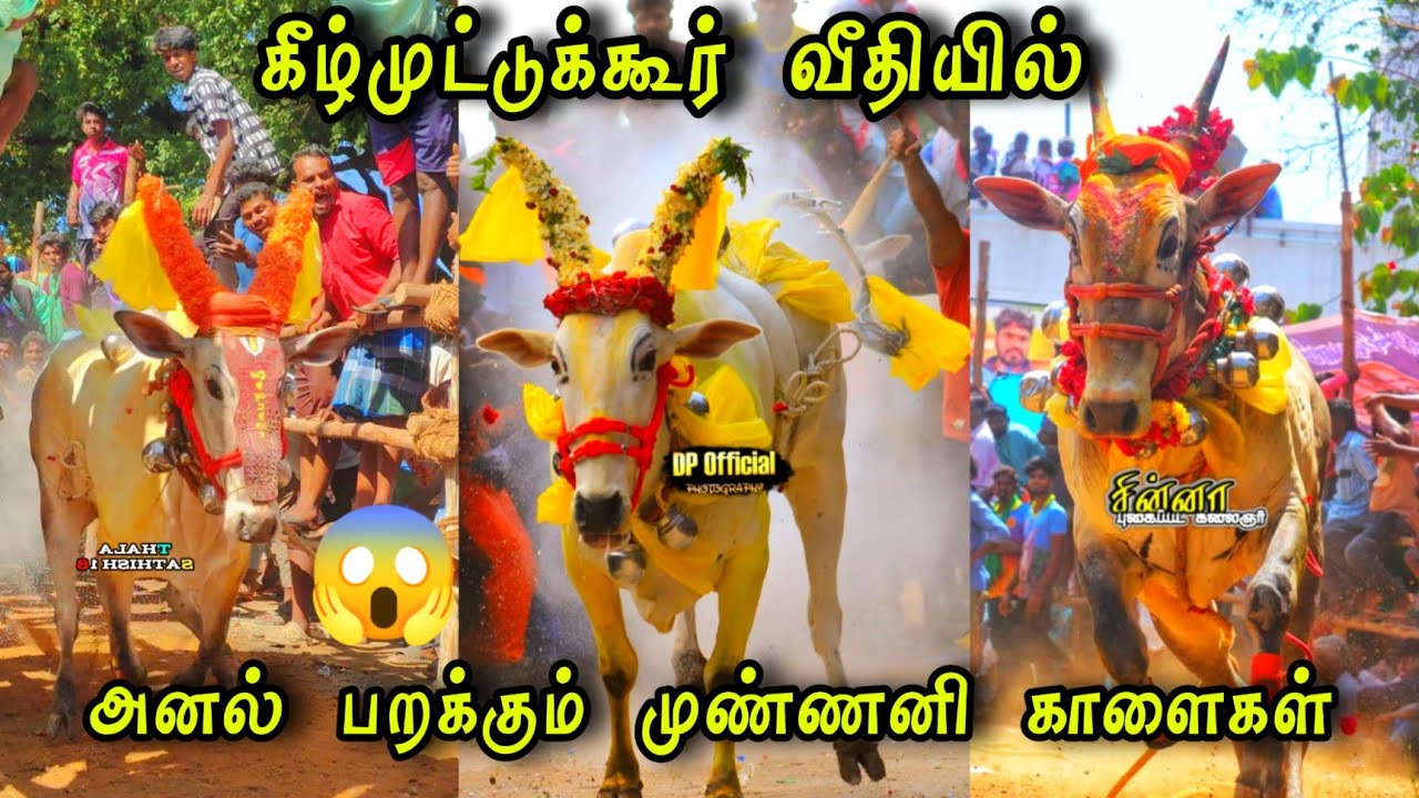 கீழ்முட்டுக்கூர் வீதியில் 🔥 அபாரமான ஓட்டம் 😱 அனல் பறக்கும் முண்ணனி காளைகள் 😱@காளையின்காதலன்BG 