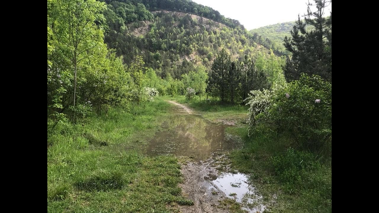 The Search for Bombina Variegata