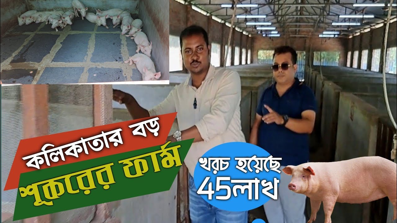 Kolkata's Biggest Pig Farm /কলিকাতার মধ্যে সব থেকে বড় শুকরের ফার্ম।