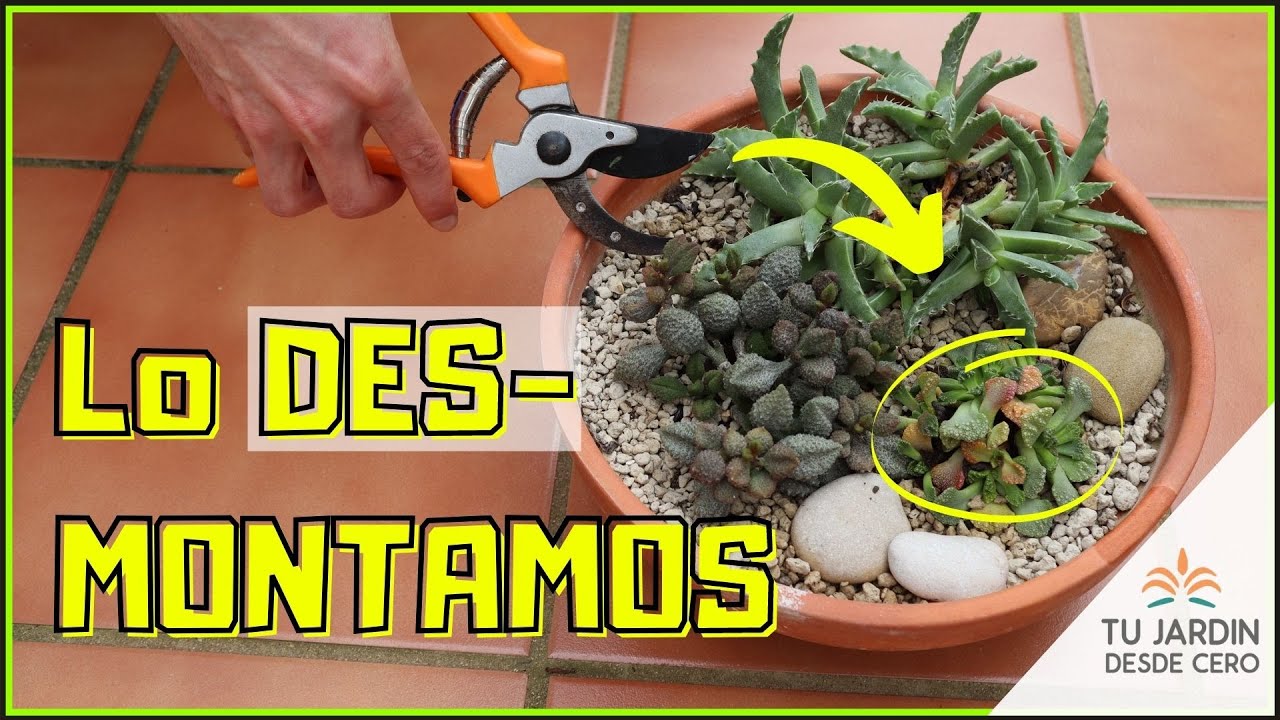 😱 DESMONTO la Composición de Suculentas y hago una NUEVA🌱