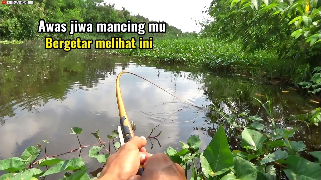 Awas jiwa mancing mu bergetar melihat ini..!! Tarikan nila babon yang sangat ganas